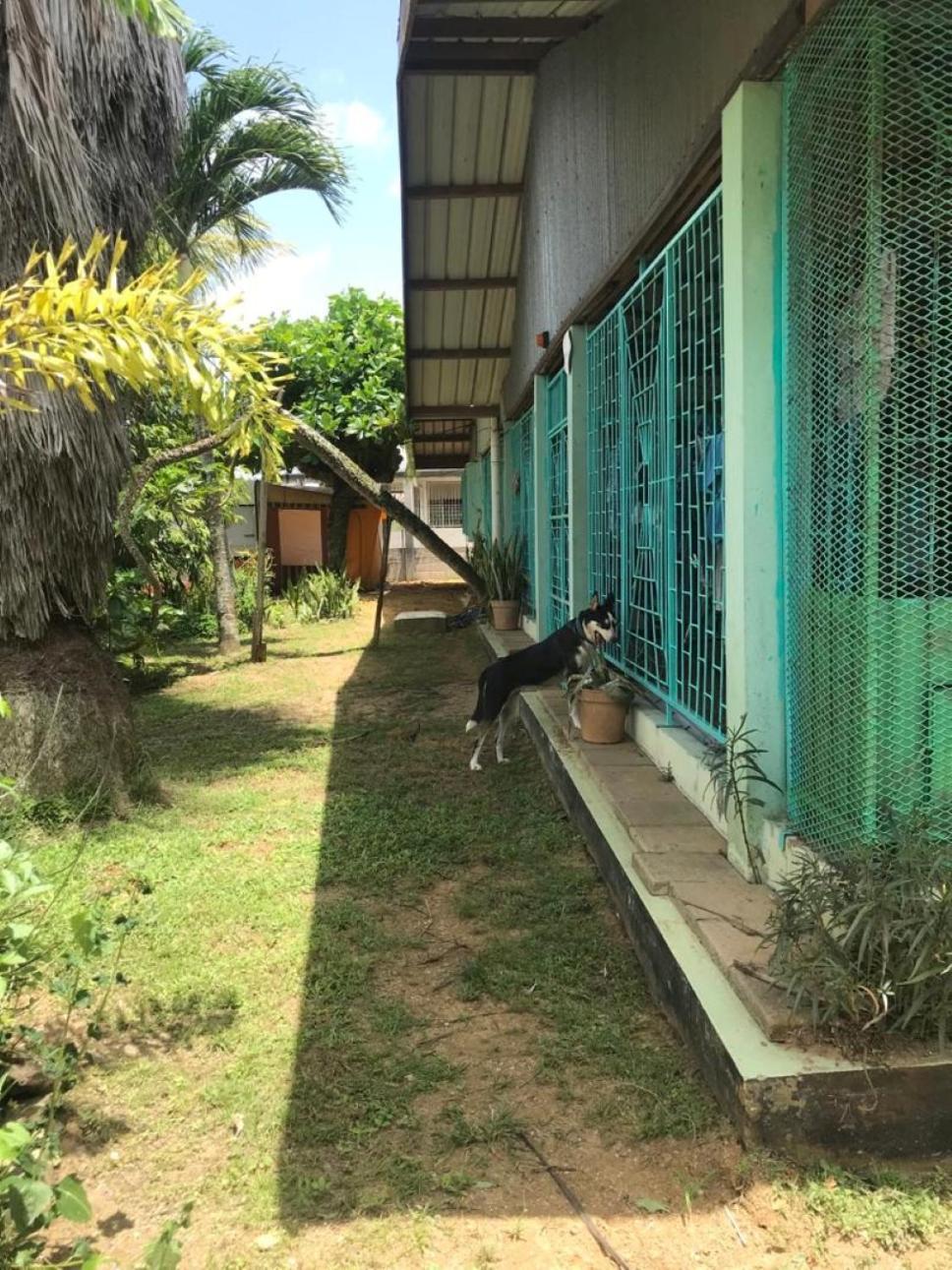 Unu Pikin Guesthouse Paramaribo Cameră foto